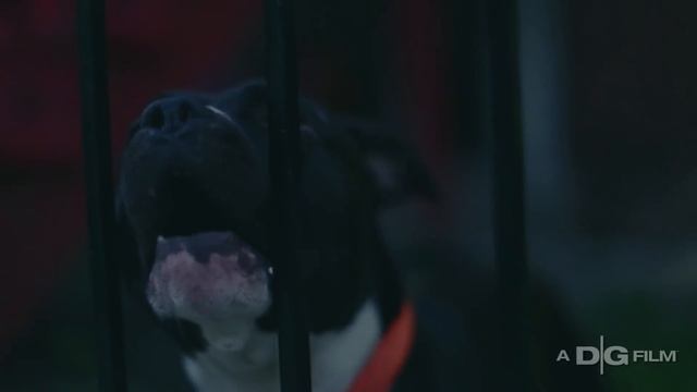 King Louie - Live  Die In Chicago