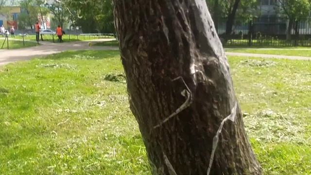 Деревья в паразитах, Восточный район Москвы,деревья гниют