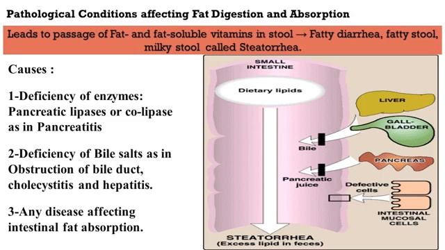 MED.LEVEL 2. GIT module. BIO Lecture 3 & 4-Digestion and abs