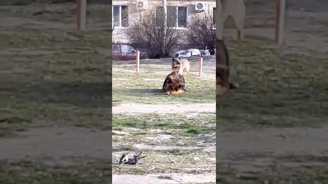 Бездомные собаки гуляют рядом с детьми на площадке