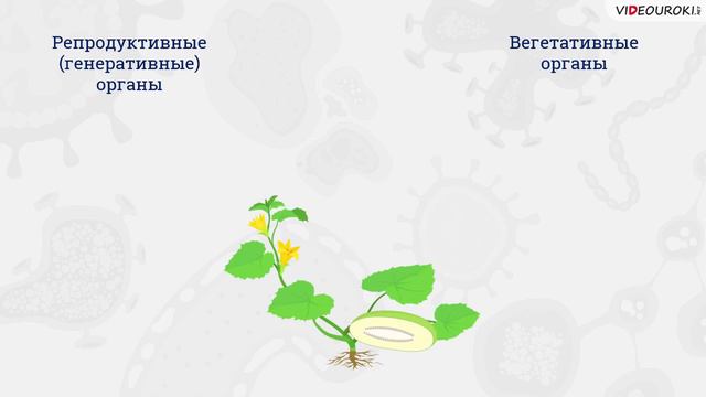 07. Сем. раст. Отдел Голосем. и Покрытосем. Оплодотв-е у цв. раст.