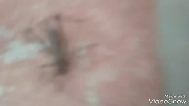 Унас дома кузнечик уужас