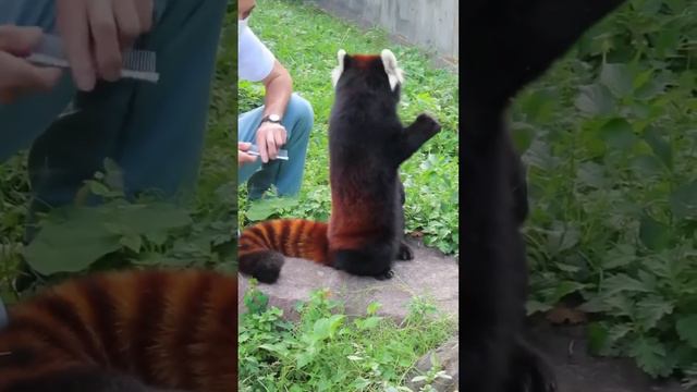 Adorable Red Panda: A Brief Introduction.#Red Panda#Chinese Wildlife
