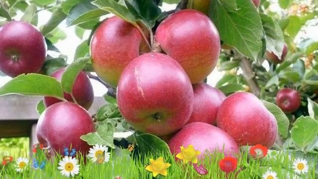 Яблоня обыкновенная Брусничное ? Обзор: посадка и уход. крупномеры яблони: описание и особенности