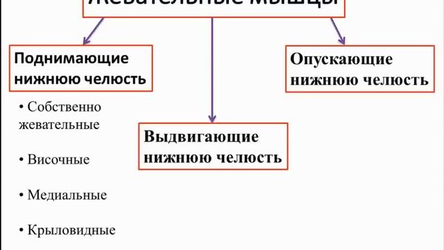 Височно-нижнечелюстной сустав: строение, функция, кровоснабжение, иннервация