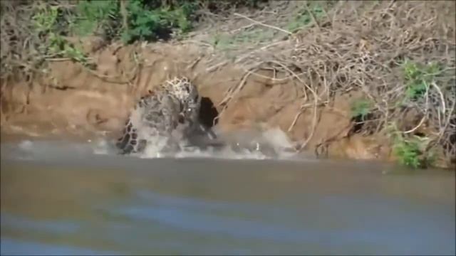 Ягуар против Крокодила, (Jaguar VS Alligator) Ягуар против крокодила