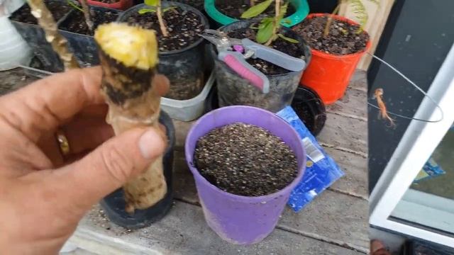 Rainbow Valley or Mountain Pawpaw (Papaya) - taking cuttings for propagation.mp4