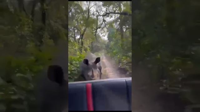 Носорог преследует туристов.