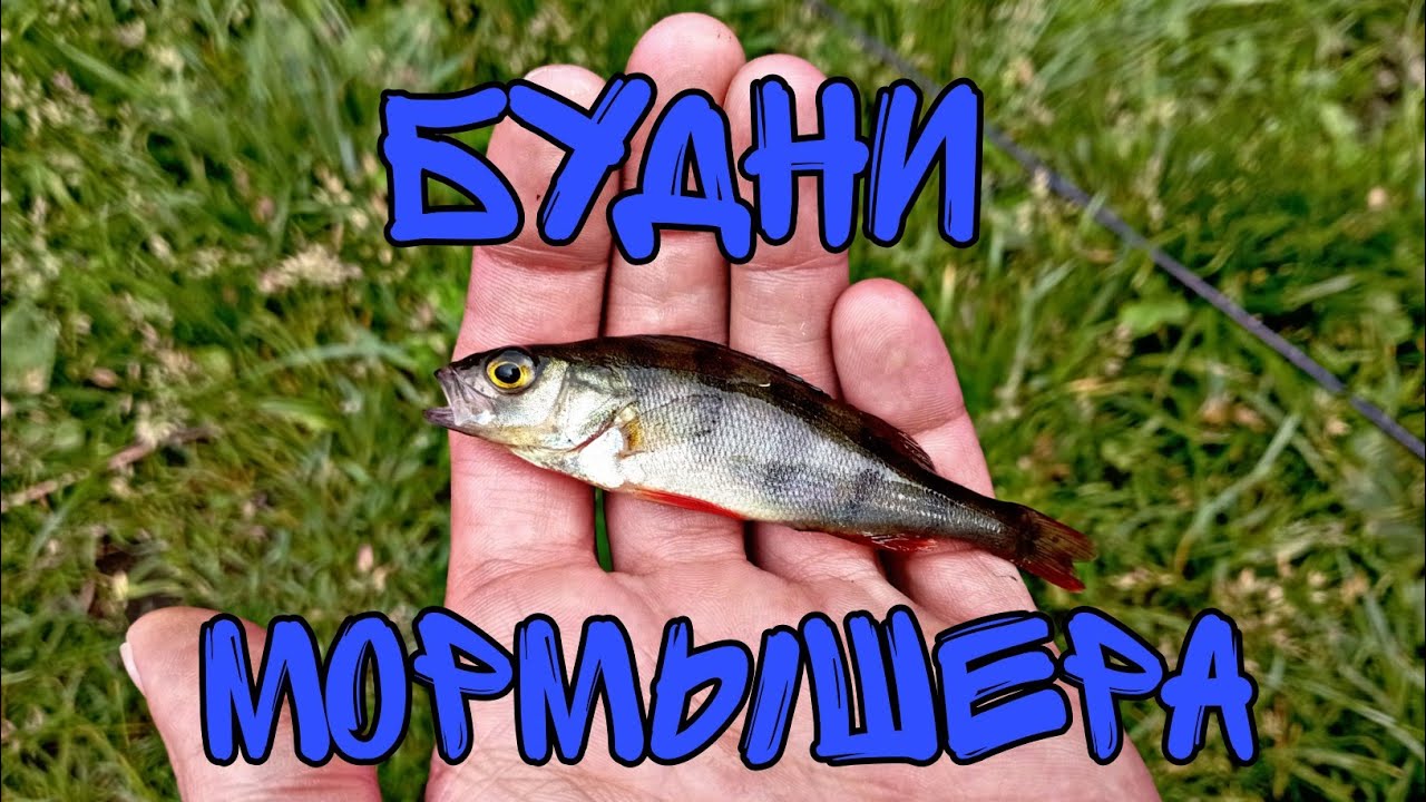 Мормышинг.Разведка Новых Мест!!!Отлично Прогулялись. #мормышинг#мормоны.mp4