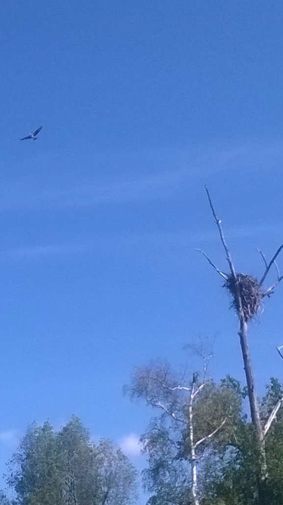 Синий цвет.