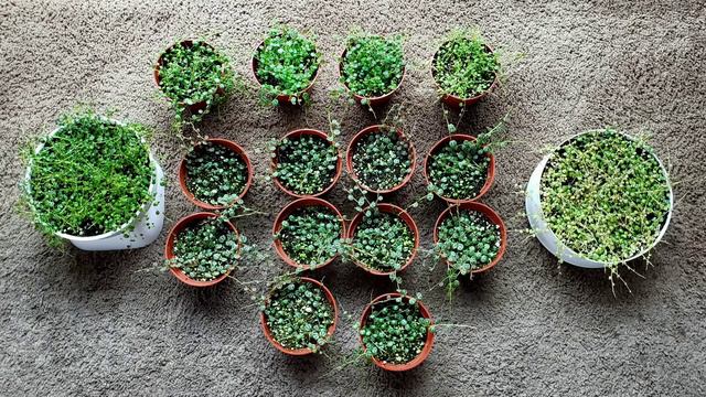 STRING OF TURTLES : HOW TO PROPAGATE + CARE TIPS | bernee bee