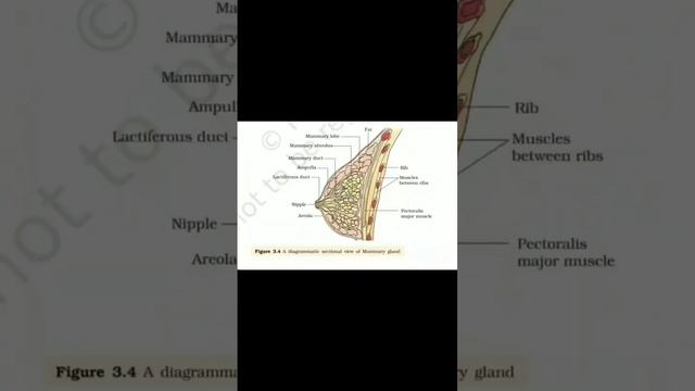 Reproductive system of human #reproductive_system