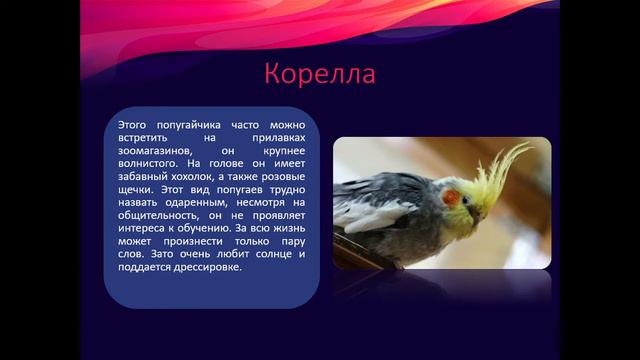 Объединение "Познай себя" | "Попугаи".