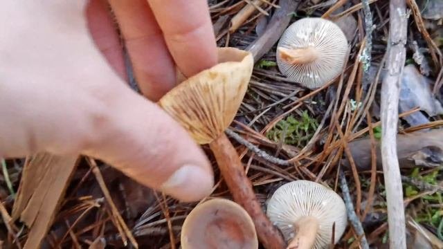El lactario color de hígado. Lactarius hepaticus. Así se identifica.