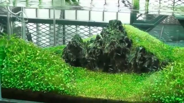 АКВАРИУМ   НЕОБЫЧАЙНО КРАСИВЫЙ ПОДВОДНЫЙ САД 🐠 АКВАРИУМНЫЕ РЫБКИ   ДИЗАЙН AQUARIUM #oldenburg ru