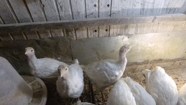 Индюшата Хайбриды остаются без света. Отключают Электроэнергию в СНТ за неуплату.