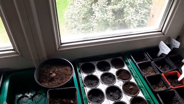 51. Siejemy caladium. Parapetowa szkółka część 4