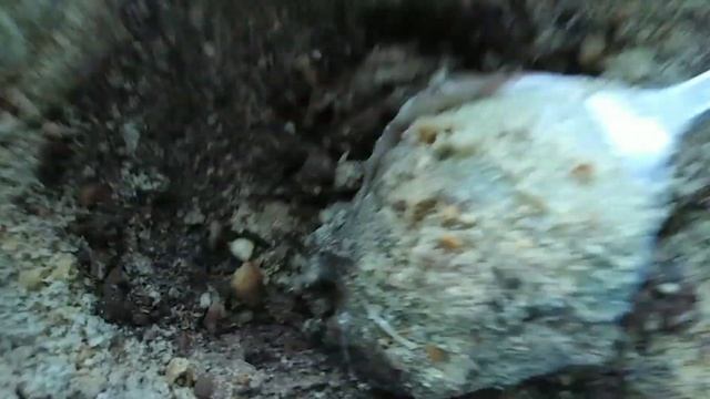 ,,Сладкая Картошка"
