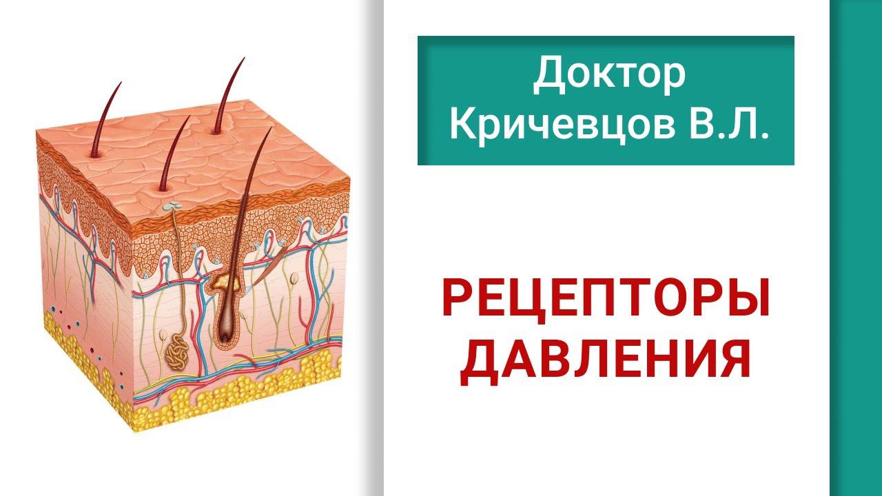 РЕЦЕПТОРЫ ДАВЛЕНИЯ