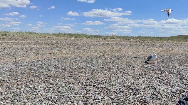 Чайки на пляже у озера Кизыл-яр, Крым