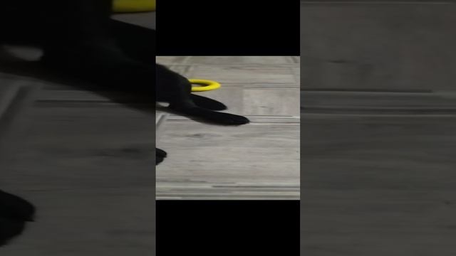 учу Джека выполнять команды