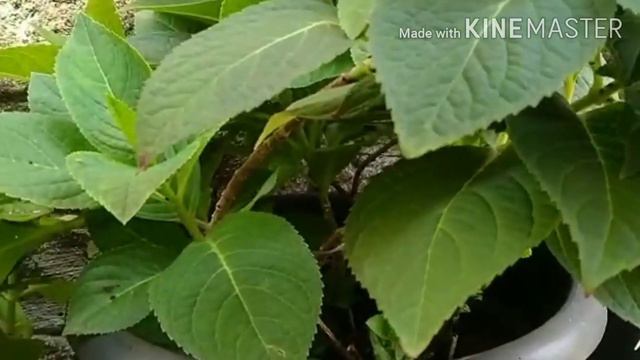 How To Change The Colour Of Pink Hydrangea?// Alaigra's Space