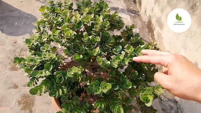 Karonda Plant Tips And Care | Best Plant For Beginners | Carissa Grandiflora | From The Garden