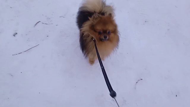 Городские будни. День стал прибывать, у меня появился компаньон.
