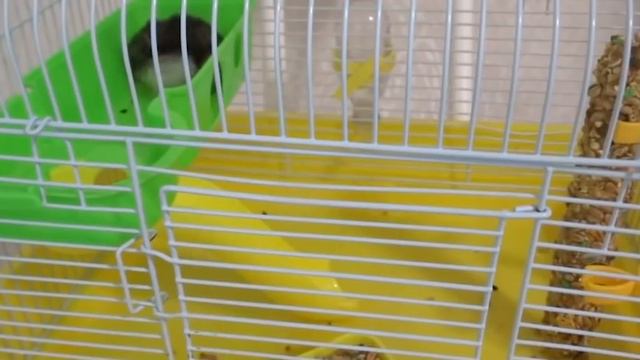 ХОМЯК ХВАСТАЕТСЯ СВОИМИ УМЕНИЯМИ ЛАЗАТЬ НА ДВУХ ЛАПАХ   ВЫПУСК #1