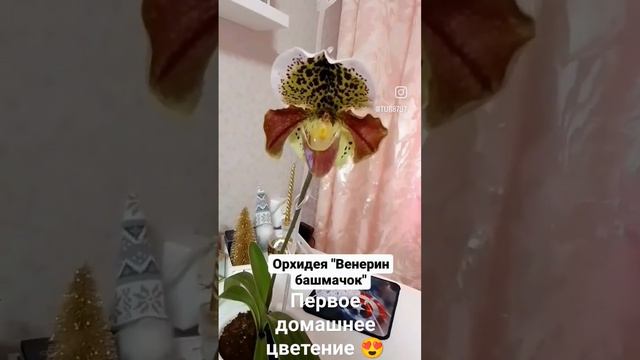 Пафиопедилум (орхидея "Венерин башмачок"). Первое домашнее цветение после 3-х лет ухода.