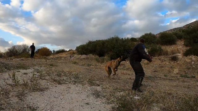 KNPV training k9 protection dogs malinois and american staffordshire terrier