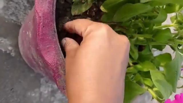 सर्दियो के पौधो कि देखभाल 🙂🌄 #winter flower care #naturelover#petuniya #gardening ideas #viral vide