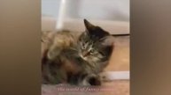 МИЛЫЕ КОШКИ И СОБАКИ, КОТОРЫЕ ЗАСТАВЯТ ВАС СМЕЯТЬСЯ ?СМЕШНАЯ ПОДБОРКА ПРО ЖИВОТНЫХ⭐ПРИКОЛЫ С КОТАМИ⭐