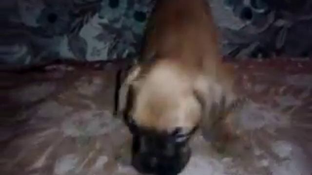 Джесси. Милый щенок боксера. Jessie.