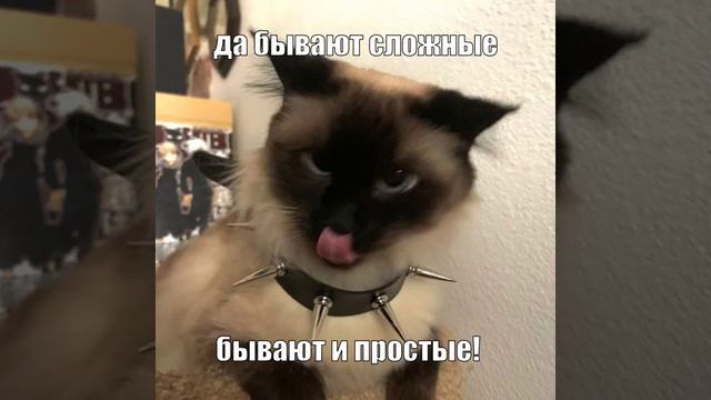 |И своих дурных котов тоже вы любите!|||Все животные хороши а там просто текст