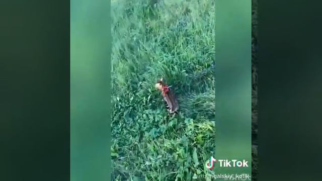 бенгальский кот гуляет !бенгал ест траву