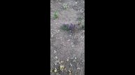 ВЕСНА. ЦВЕТЫ
