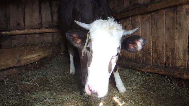 Молодая Корова в деревне - Agriculture in Russia