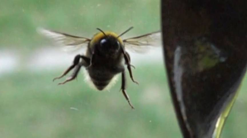 FLIGHT (DANCE) OF THE REAL BUMBLEBEE SLOW MOTION. ПОЛЁТ (ТАНЕЦ) неадекватного ШМЕЛЯ СЛОУМО.