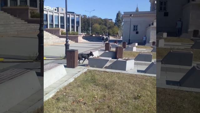 Шире Динамо 05.09.2024