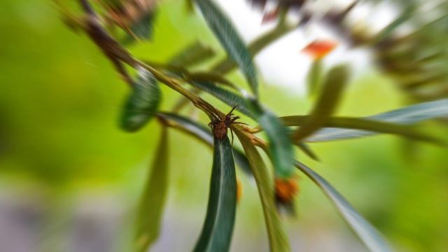 Nature Summer Day Tree With Spider