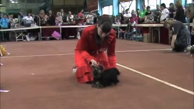 Моно йорков 31/07/2011 беби, щенки часть 2
