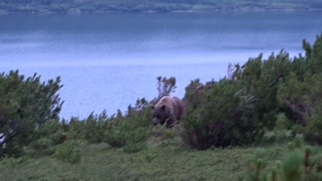 Медведи всю ночь спать не давали.