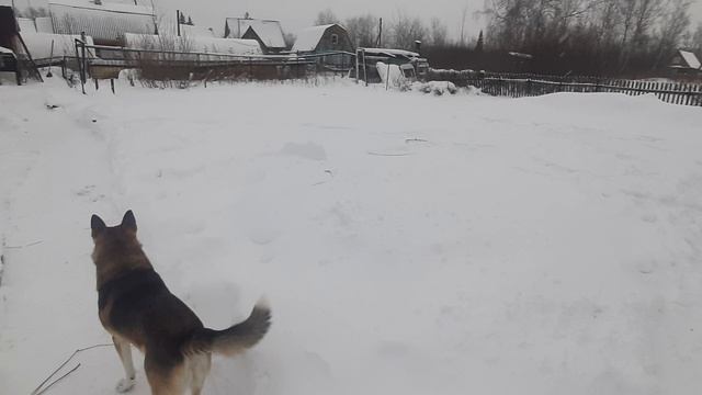 К нам пришло тепло. Получаем удовольствие  от погоды. лайка Лис.mp4