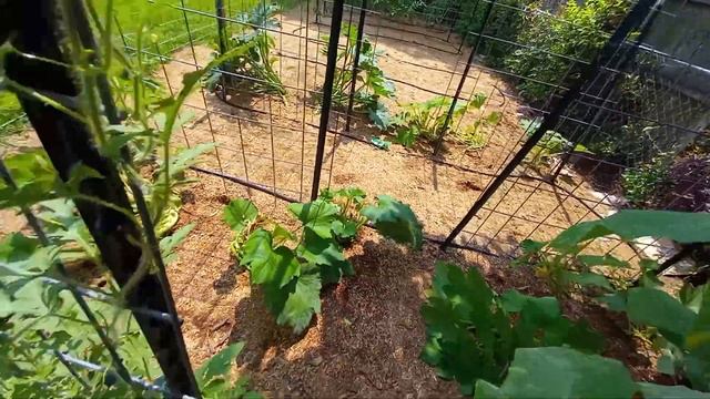 Is the HEAT killing our GARDEN?!