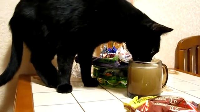 Cat drink milk. Le chat boit du lait. Il gatto beve del latte. Барсик пьёт молоко.