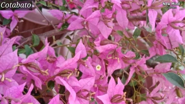 Bougainvillea Varieties With Names | Bougainvillea Variety Names | Bougainvillea Id