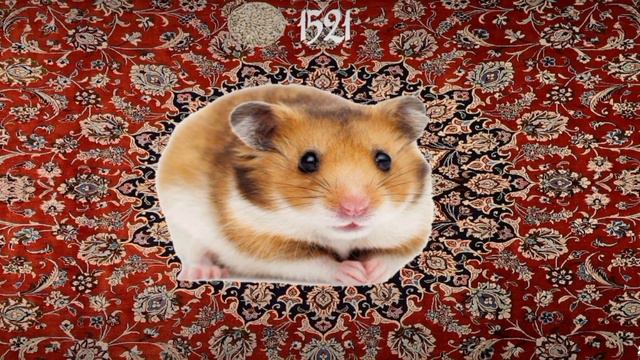 Hamster трейлер (да да это пародия на тот самый кликер)