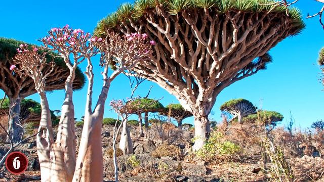 STRANGEST Plants In The World!