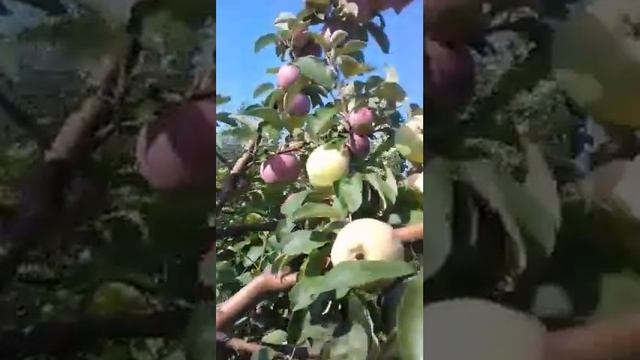 Дерево сад Многосортовое дерево 